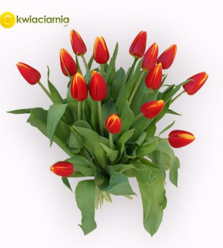 Bukiet z 15 dwukolorowych tulipanów