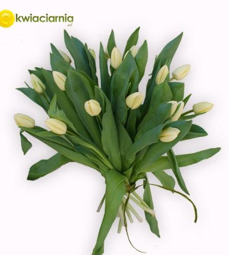 Bukiet z 20 białych tulipanów