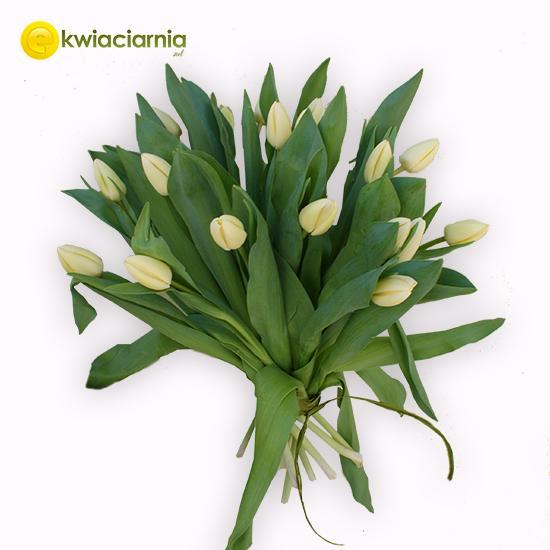 Bukiet z 20 białych tulipanów
